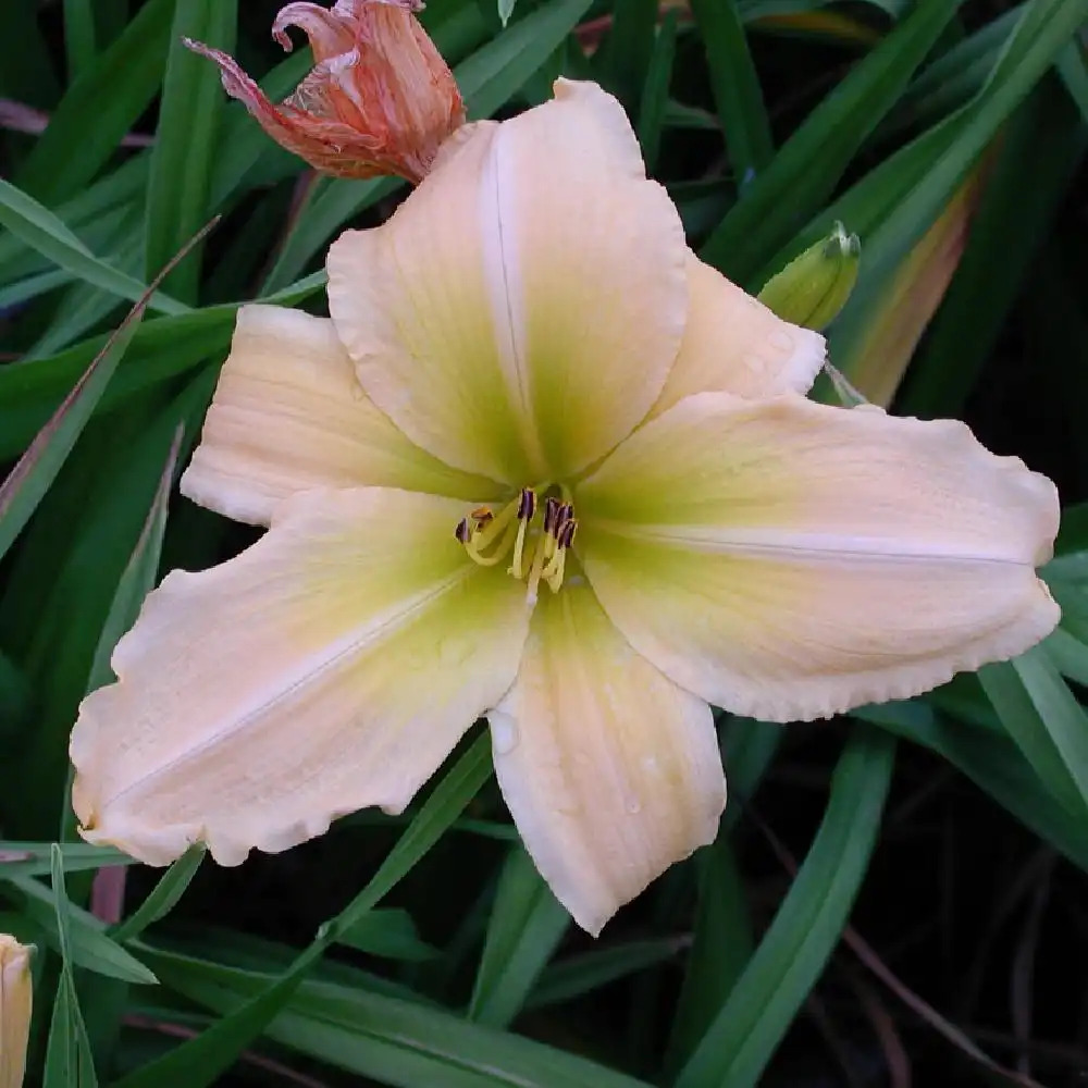 HEMEROCALLIS 'Clarence Simon'