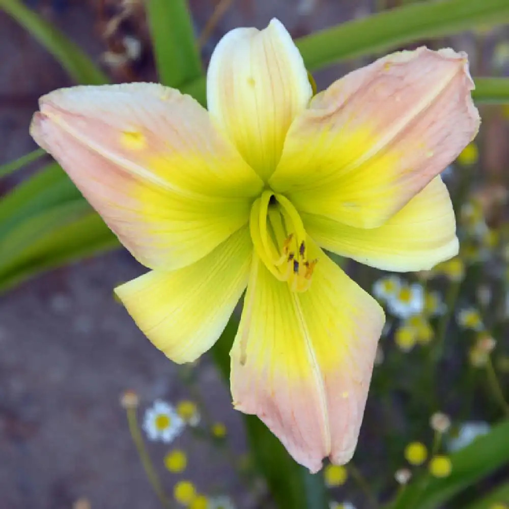 HEMEROCALLIS 'Cocktail Party'