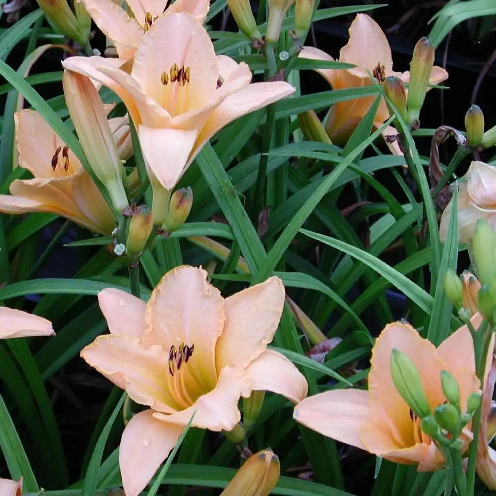 HEMEROCALLIS 'Dancing Moonbeams'