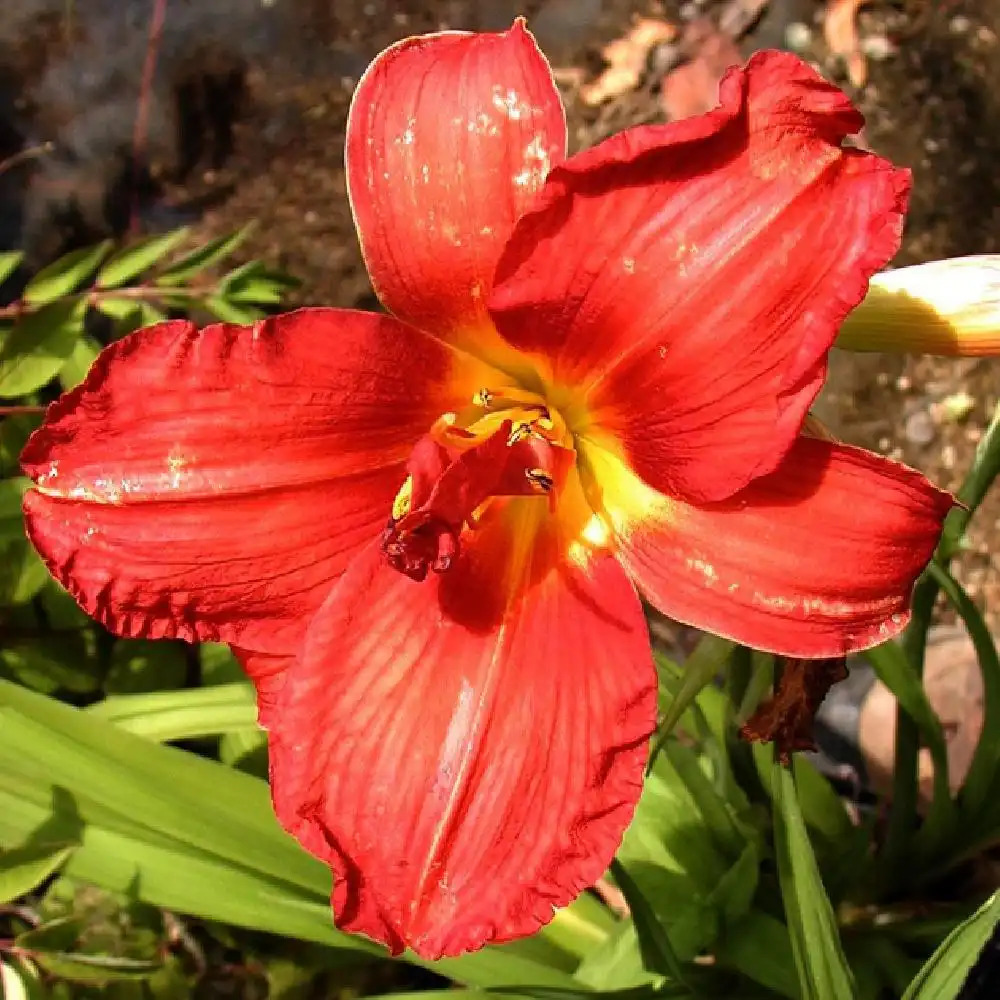 HEMEROCALLIS 'Double Firecracker'