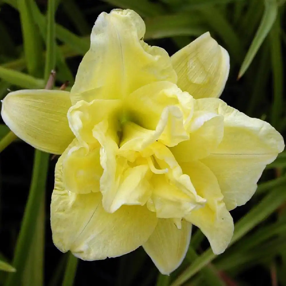 HEMEROCALLIS 'Double River Wye'