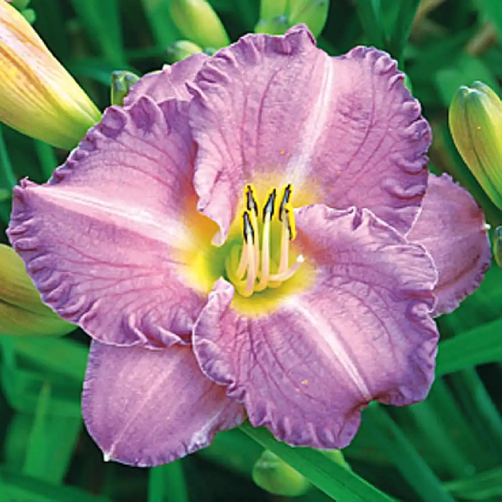 HEMEROCALLIS 'Entrapment'