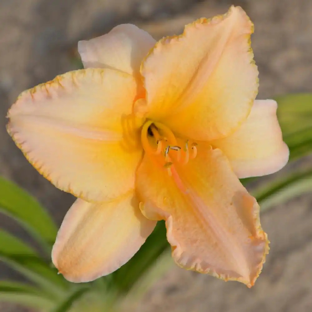 HEMEROCALLIS 'Etched in Gold'