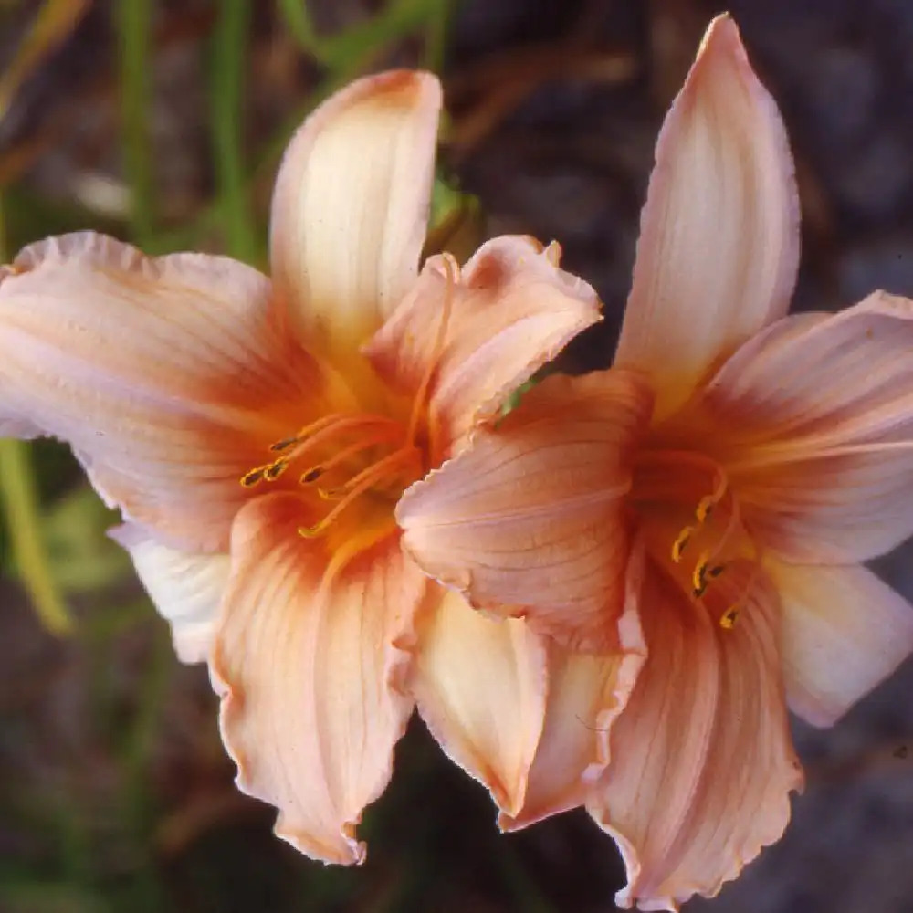 HEMEROCALLIS 'Exalted Ruler'