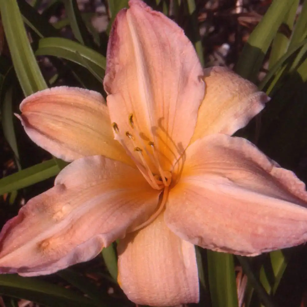 HEMEROCALLIS 'Flaming Dawn'