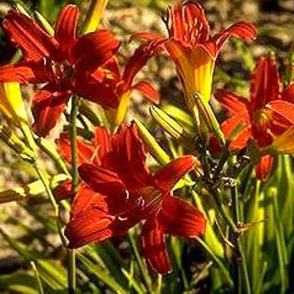 HEMEROCALLIS 'Flambeau'