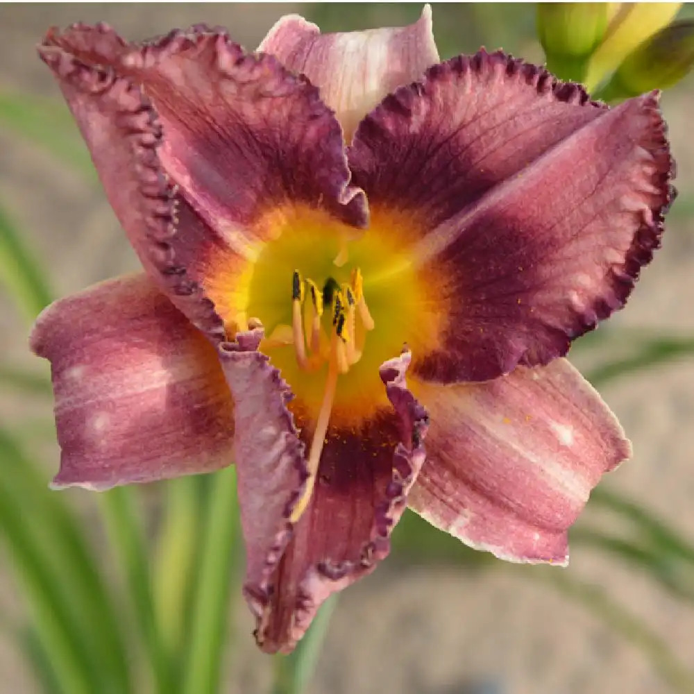 HEMEROCALLIS 'Forgotten Dreams'