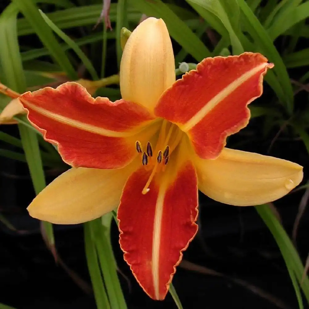 HEMEROCALLIS 'Frans Hals'