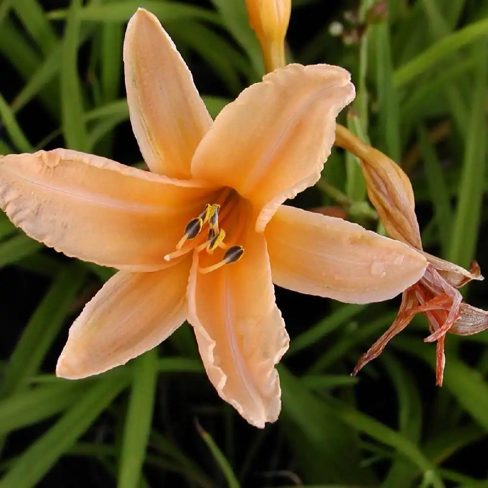 HEMEROCALLIS 'Georges Cunningham'