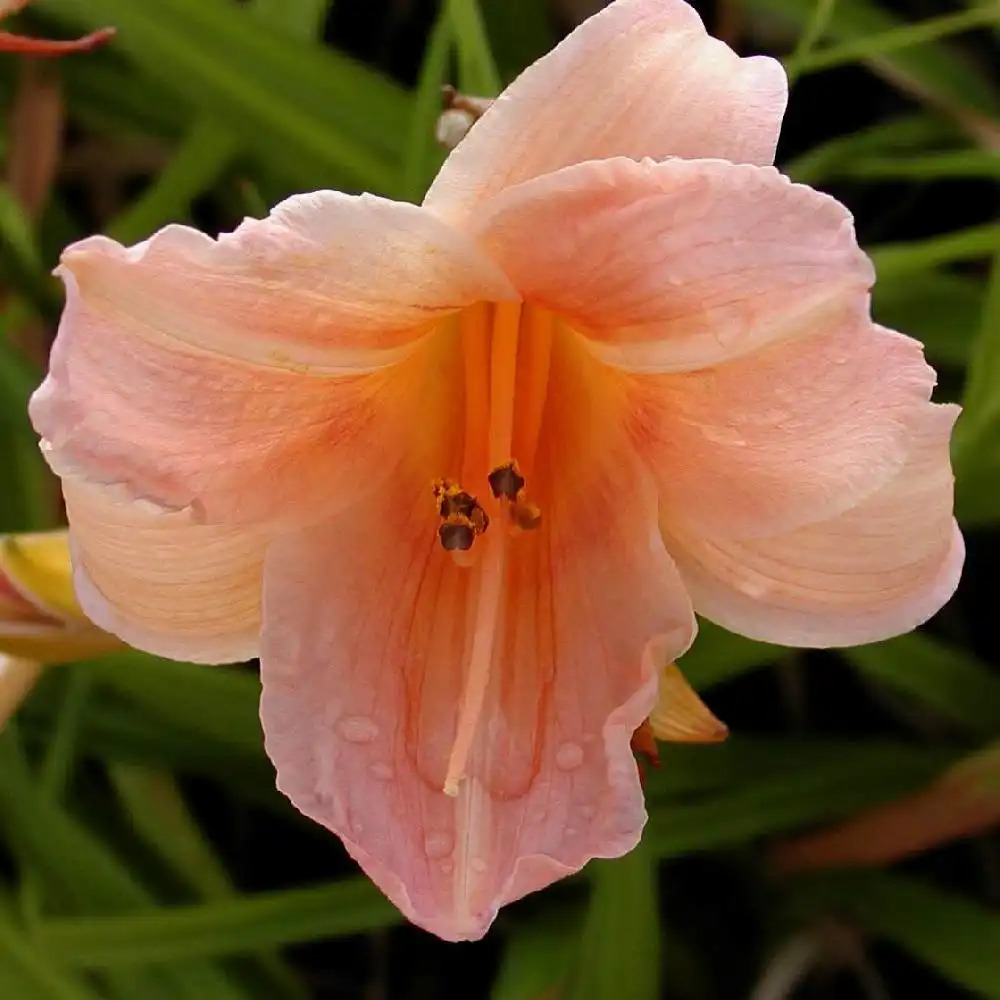 HEMEROCALLIS 'Glistening Beauty'