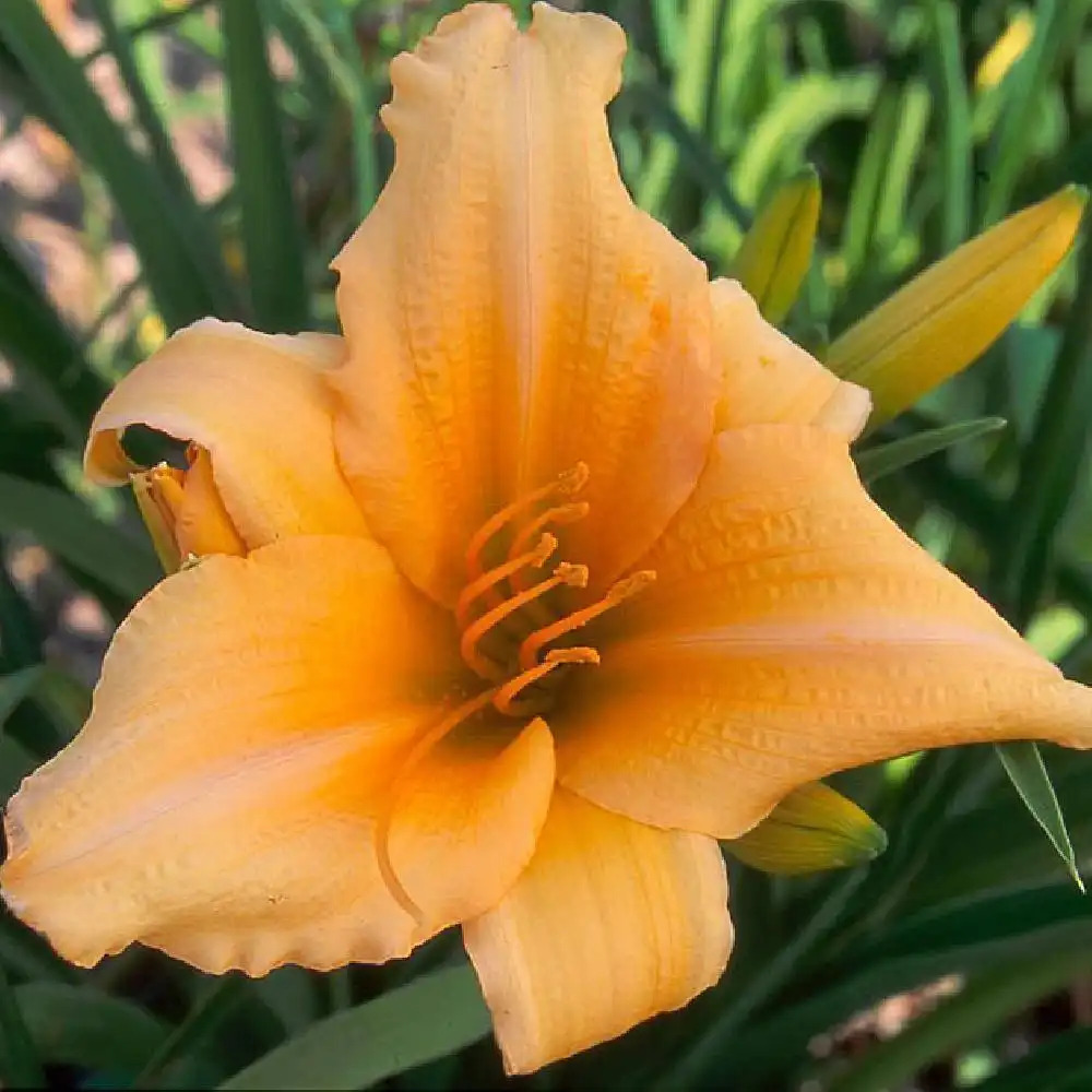 HEMEROCALLIS 'High Adventure'