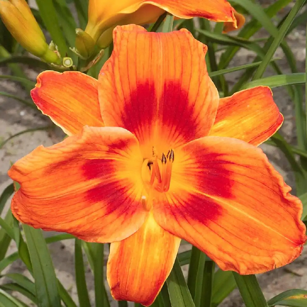 HEMEROCALLIS 'Holiday Delight'