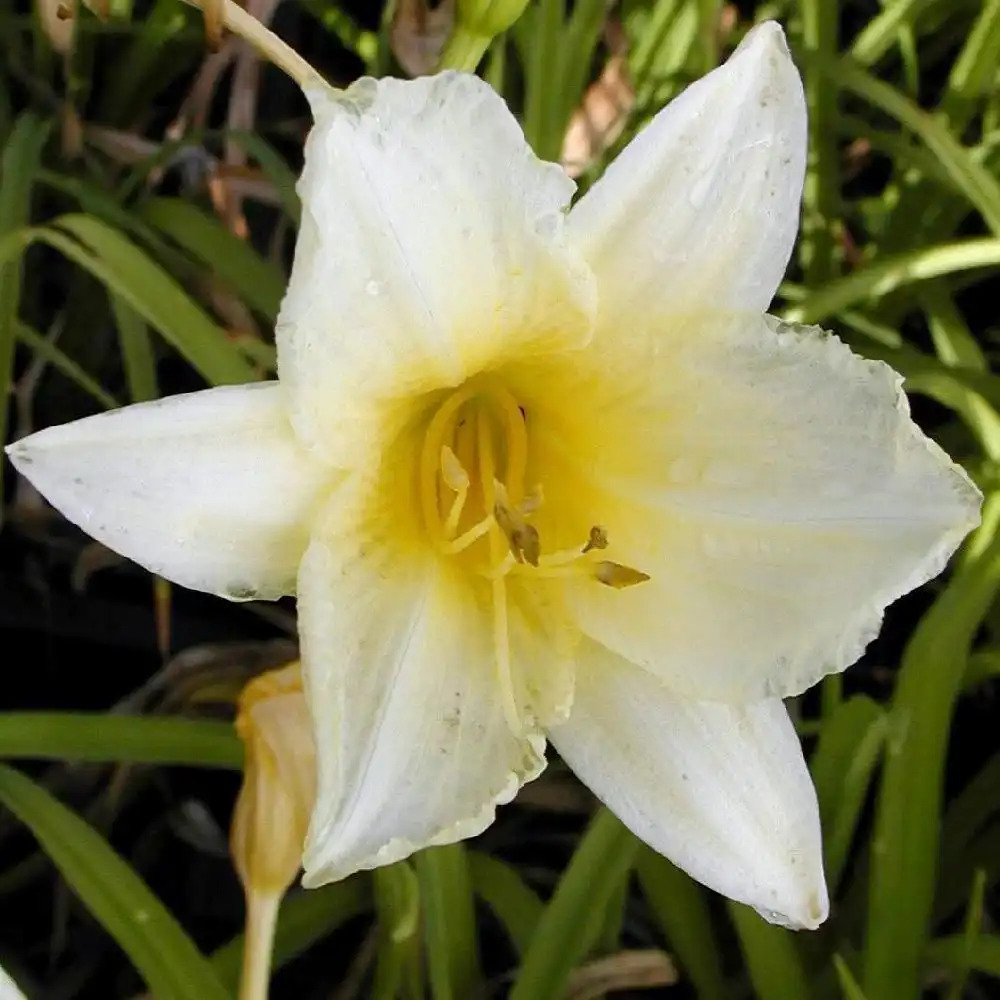 HEMEROCALLIS 'Ice Carnival'