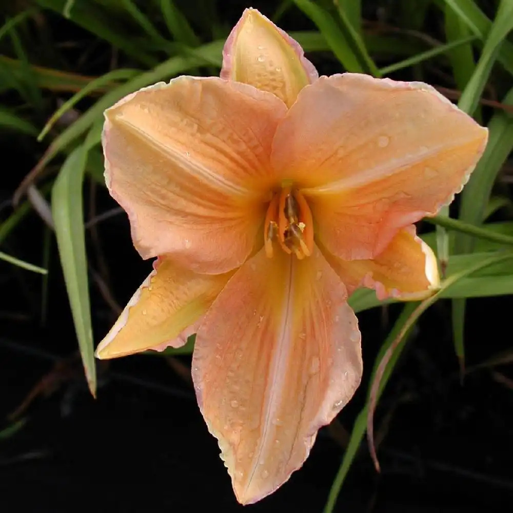 HEMEROCALLIS 'Insenescence'