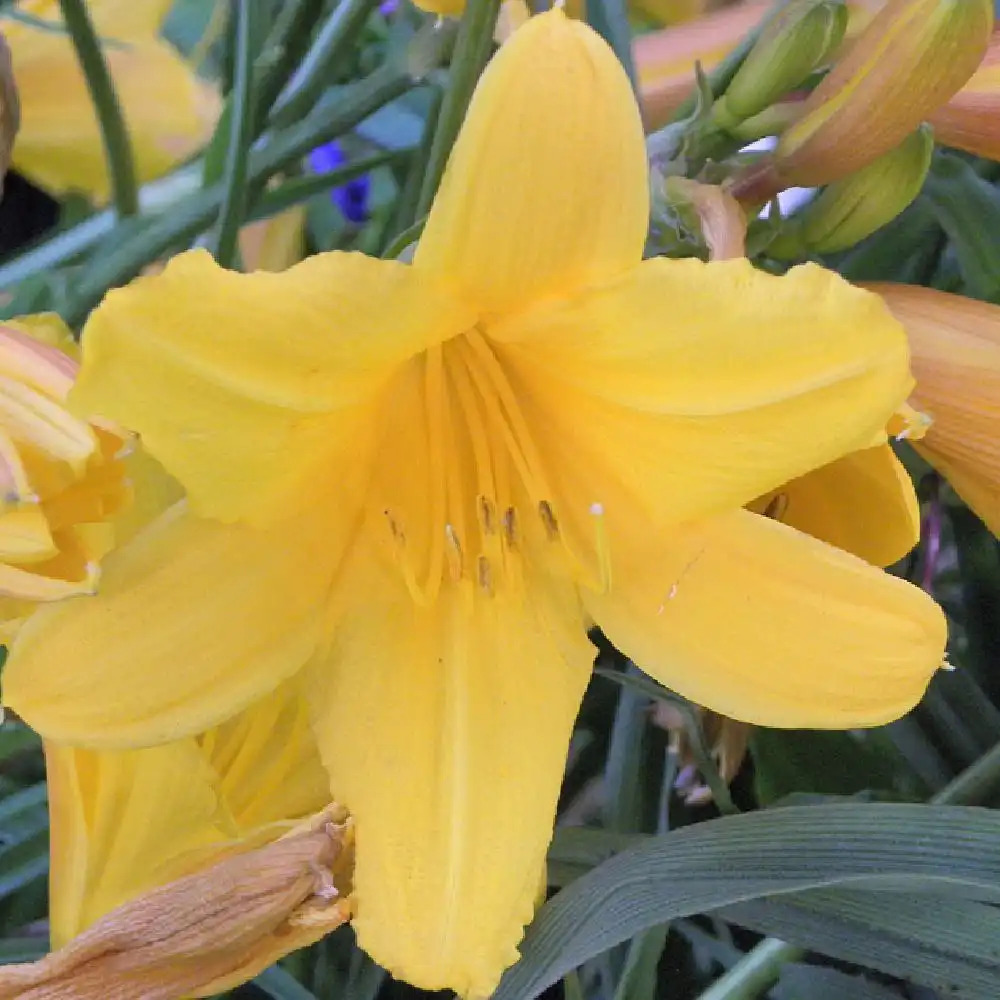 HEMEROCALLIS 'Judge Orr'