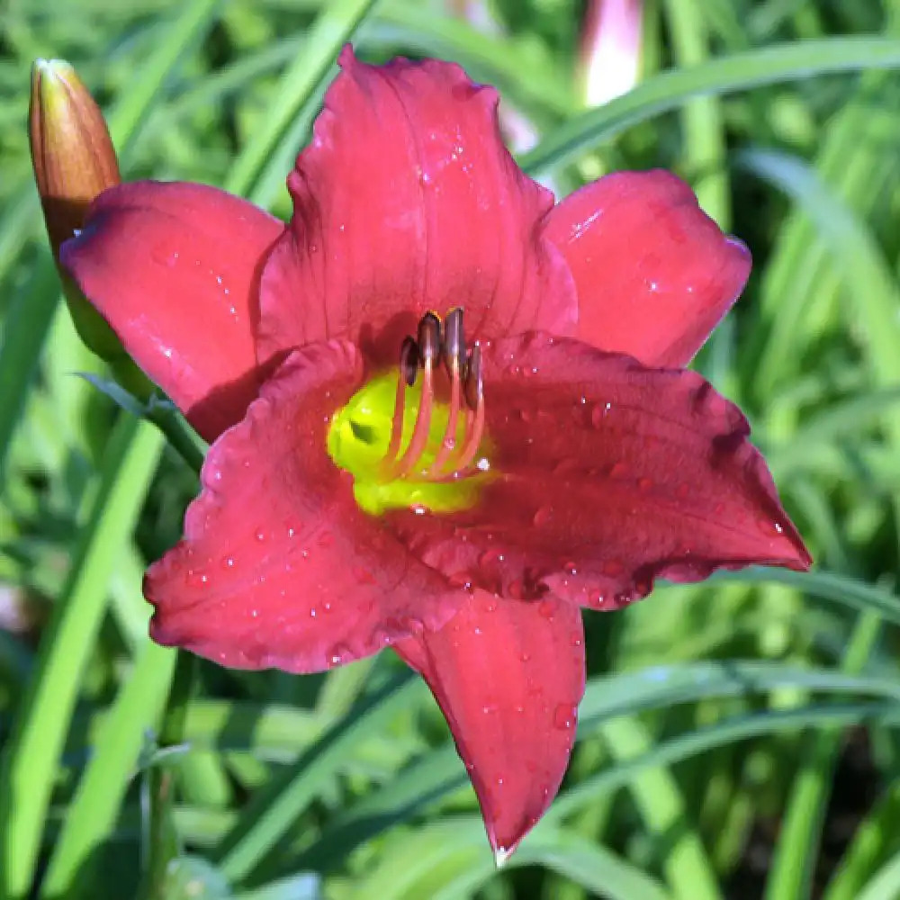 HEMEROCALLIS 'Little Business'