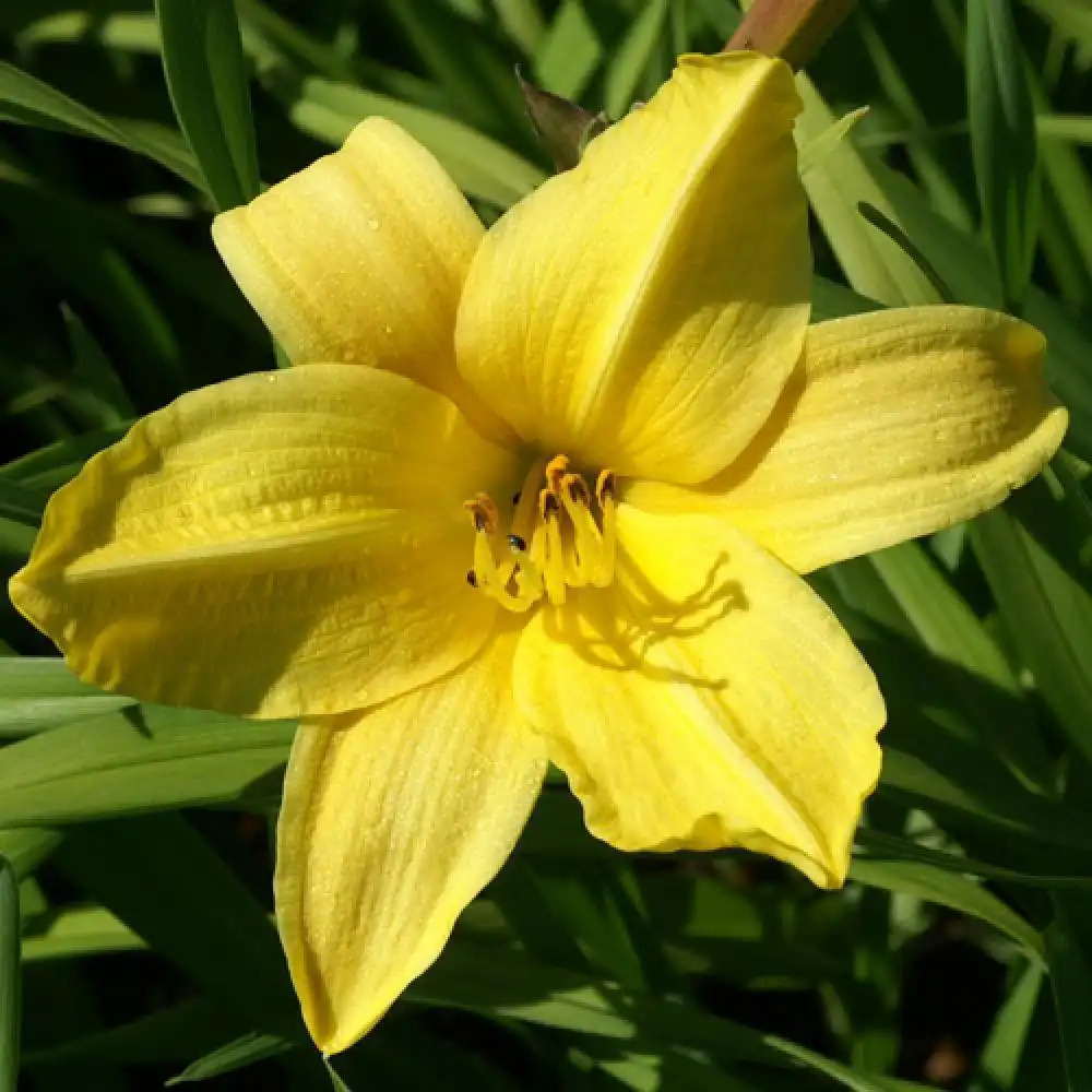 HEMEROCALLIS 'Little Cherub'