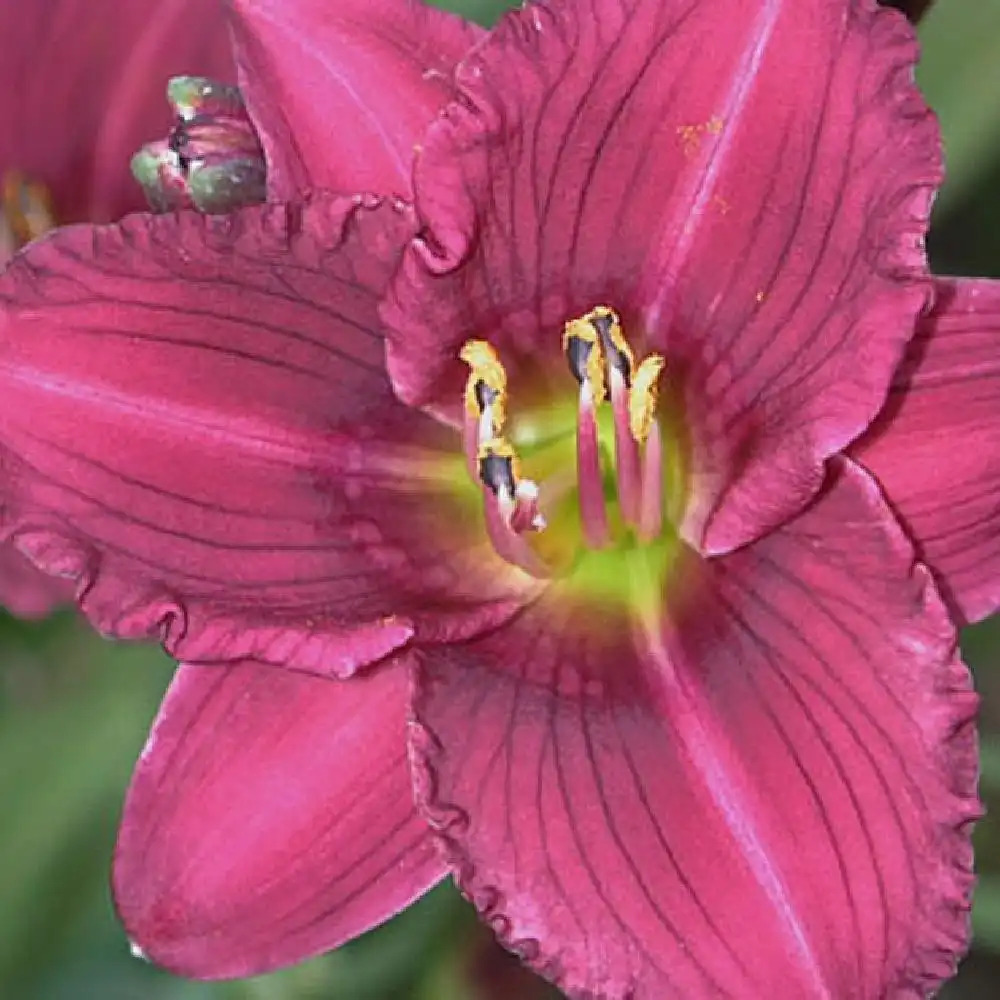 HEMEROCALLIS 'Little Grapette'