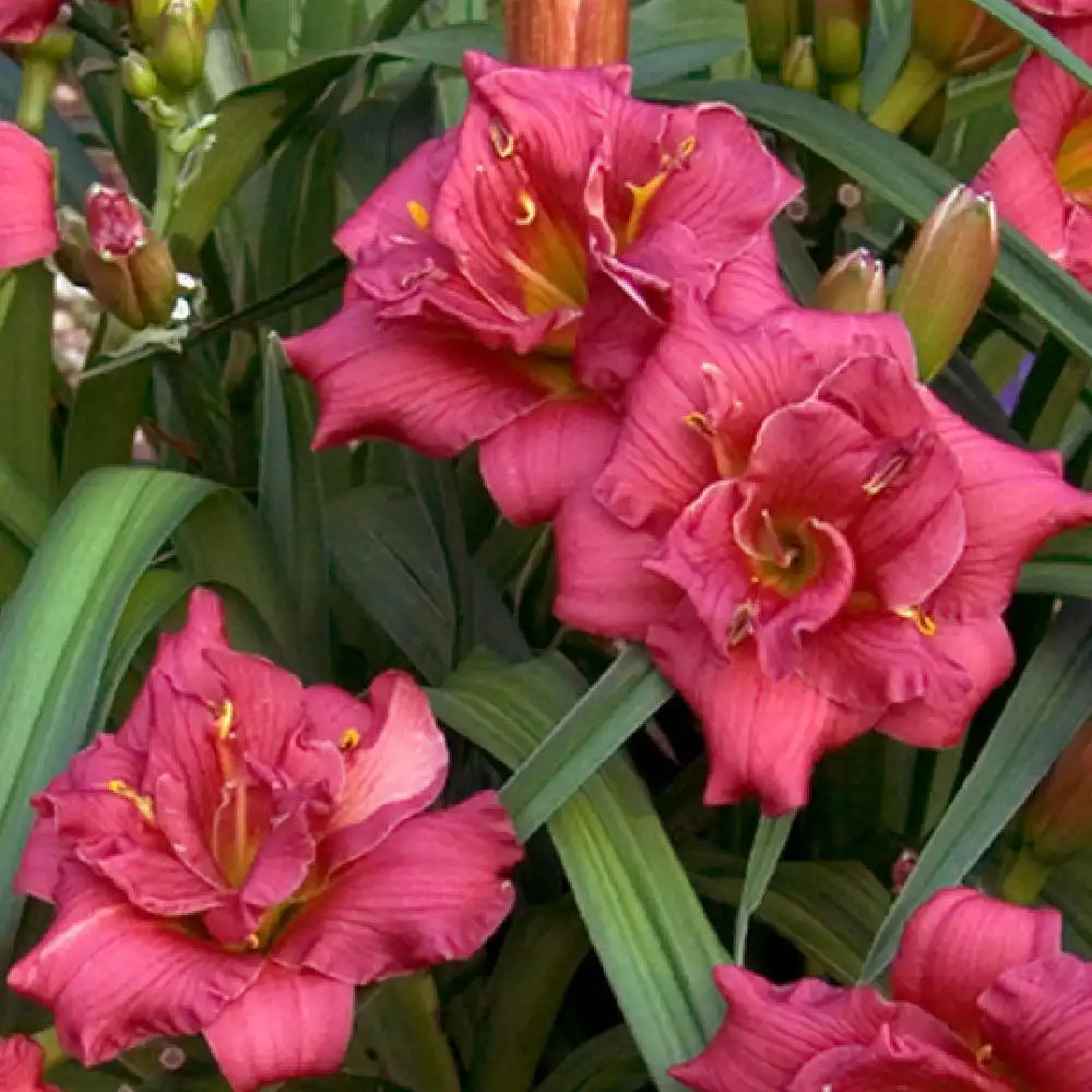 HEMEROCALLIS 'Little Show Stopper'