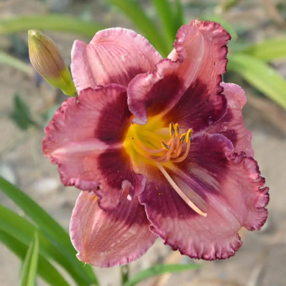 HEMEROCALLIS 'Macbeth'