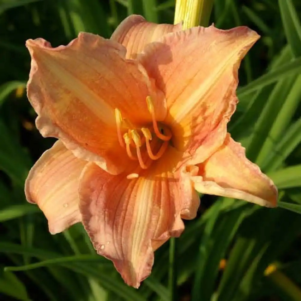 HEMEROCALLIS 'Master Touch'