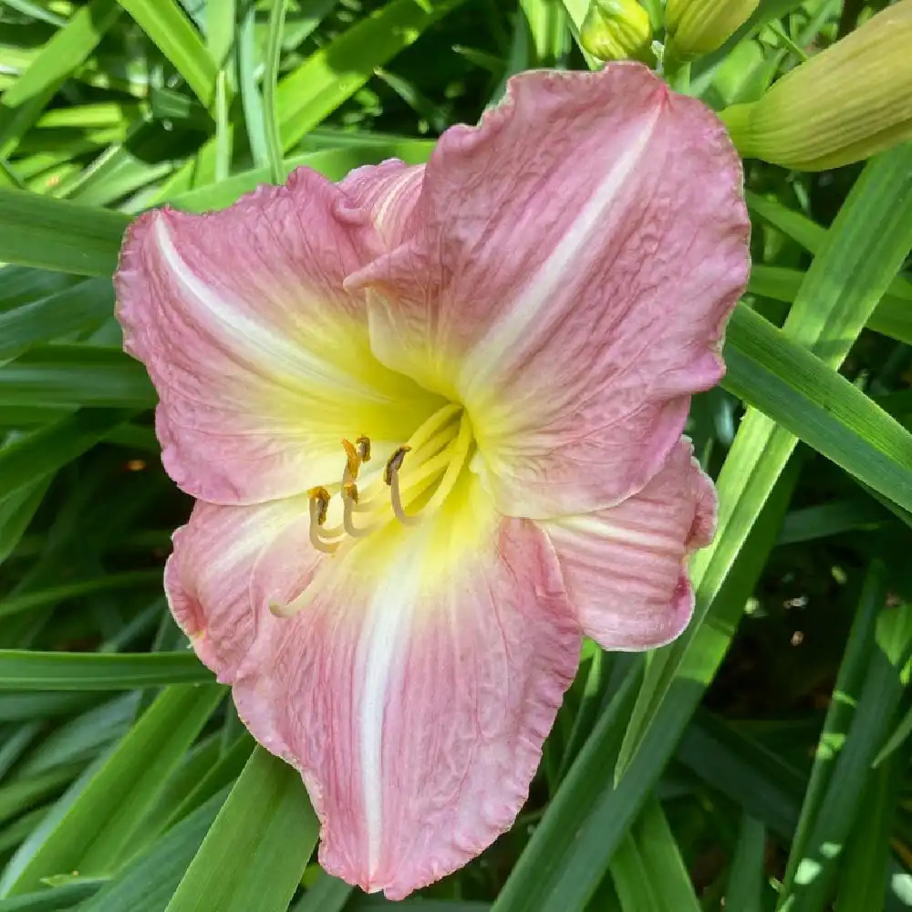 HEMEROCALLIS 'Mariska'