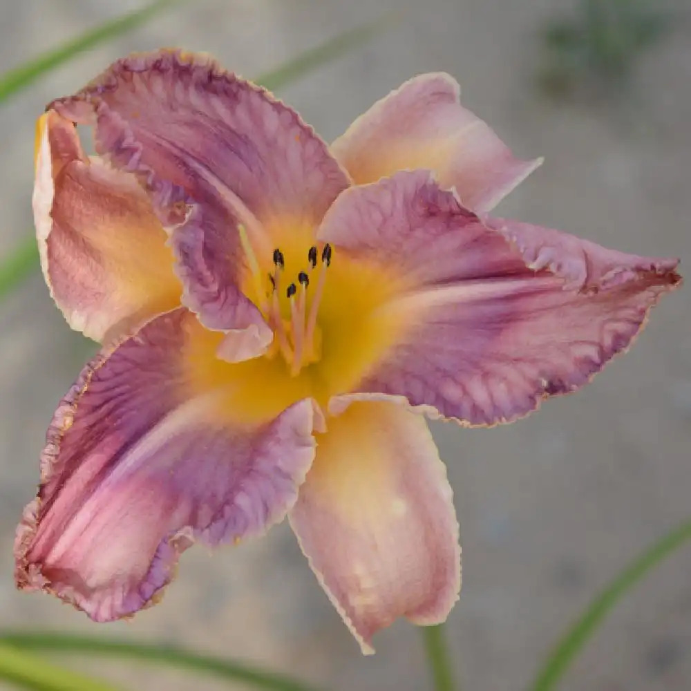 HEMEROCALLIS 'Mildred Mitchell'