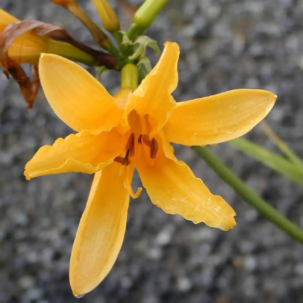 HEMEROCALLIS middendorfii