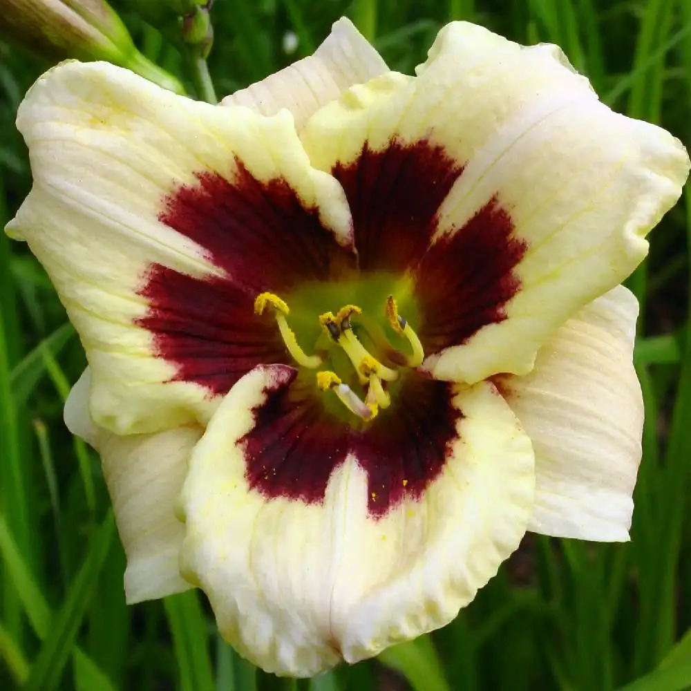 HEMEROCALLIS 'Moonlit Masquerade'