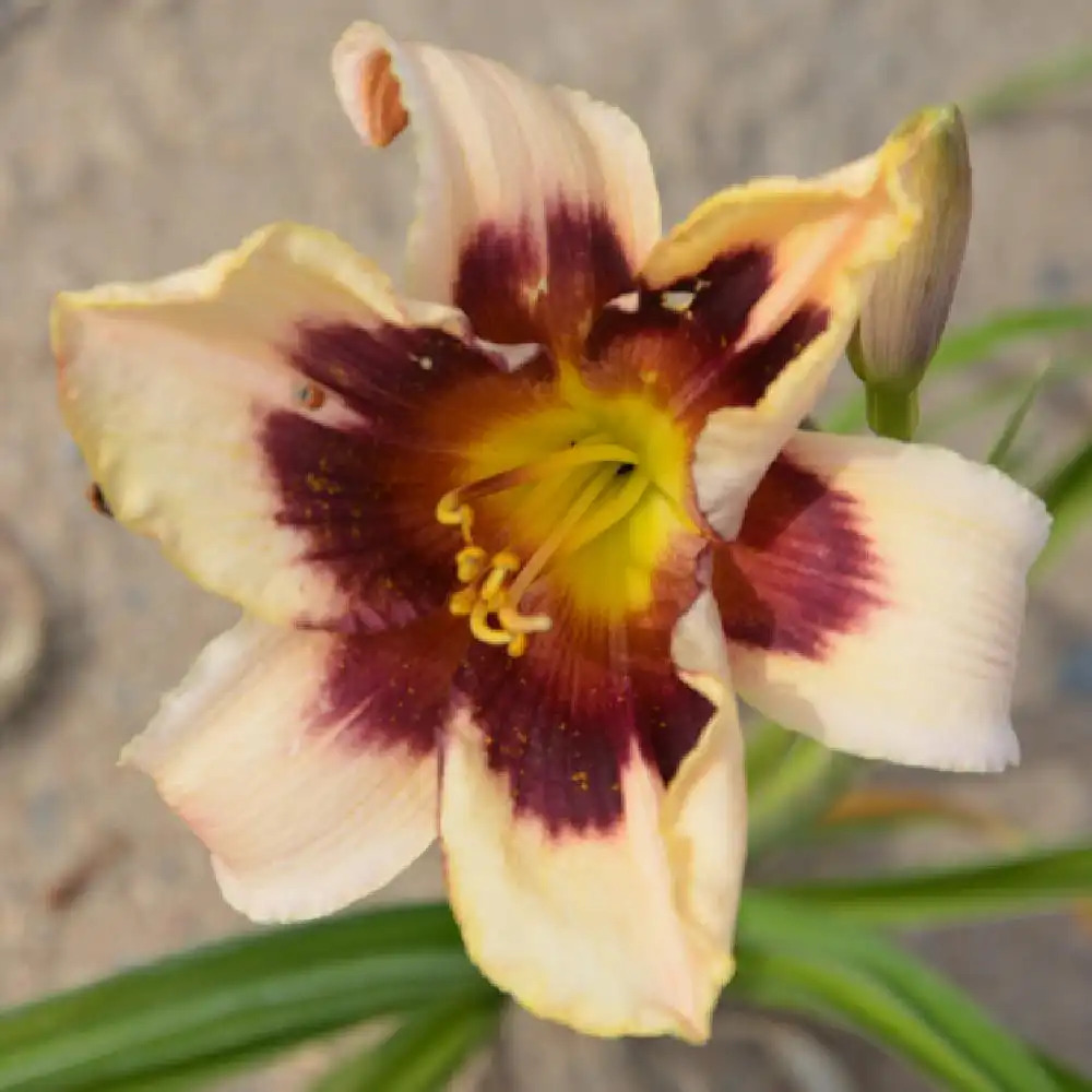 HEMEROCALLIS 'Moonlit Masquerade'.' image 2