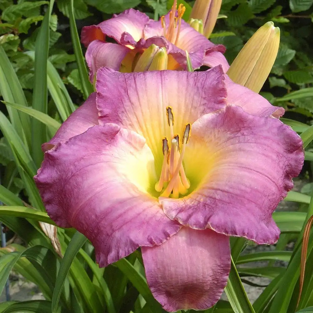 HEMEROCALLIS 'Moroccan Sunrise'