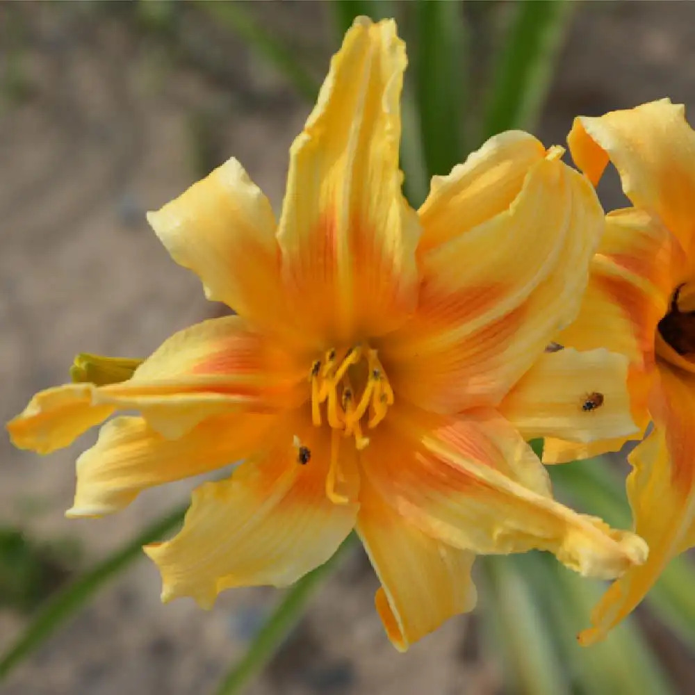 HEMEROCALLIS 'Nashville'