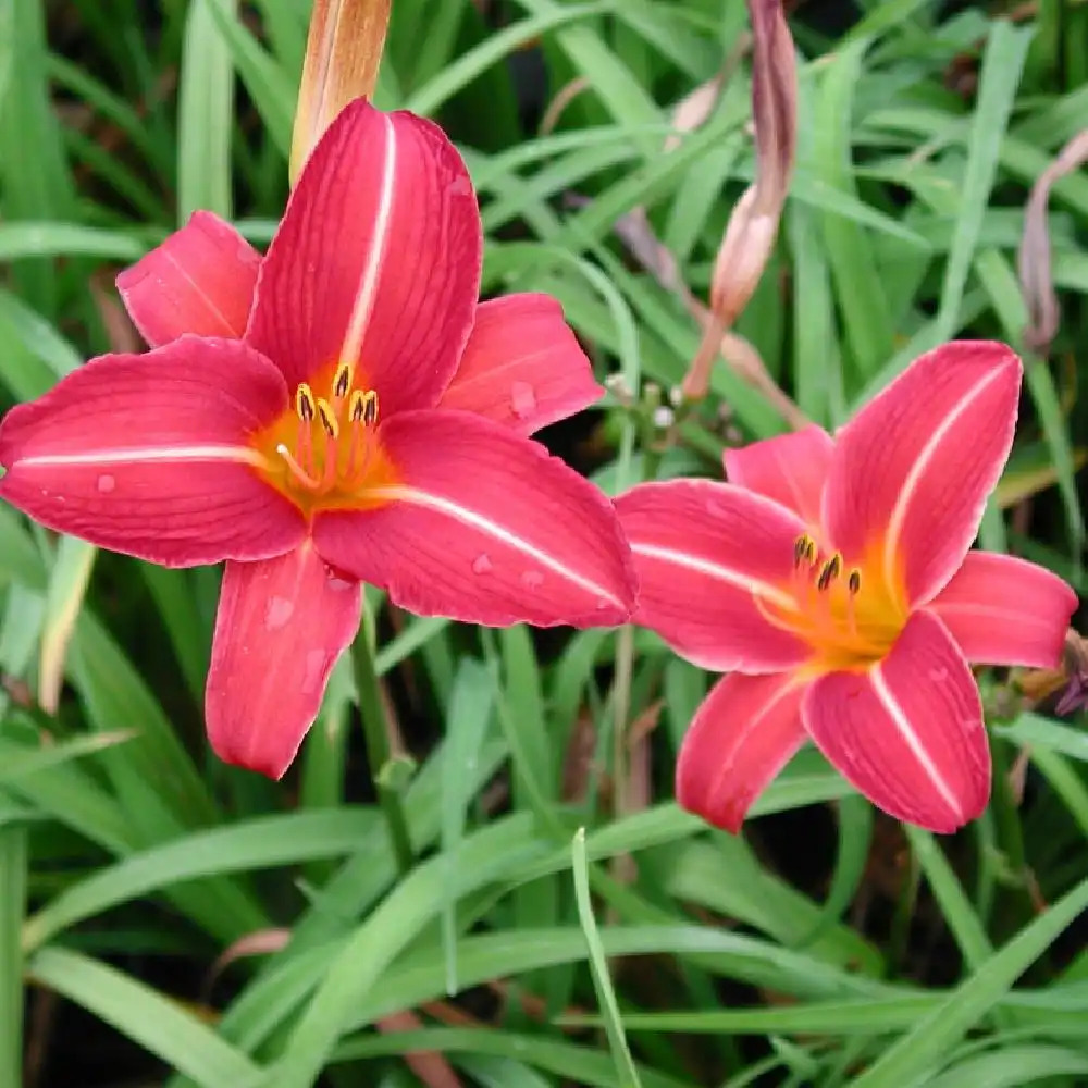 HEMEROCALLIS 'Neyron Rose'