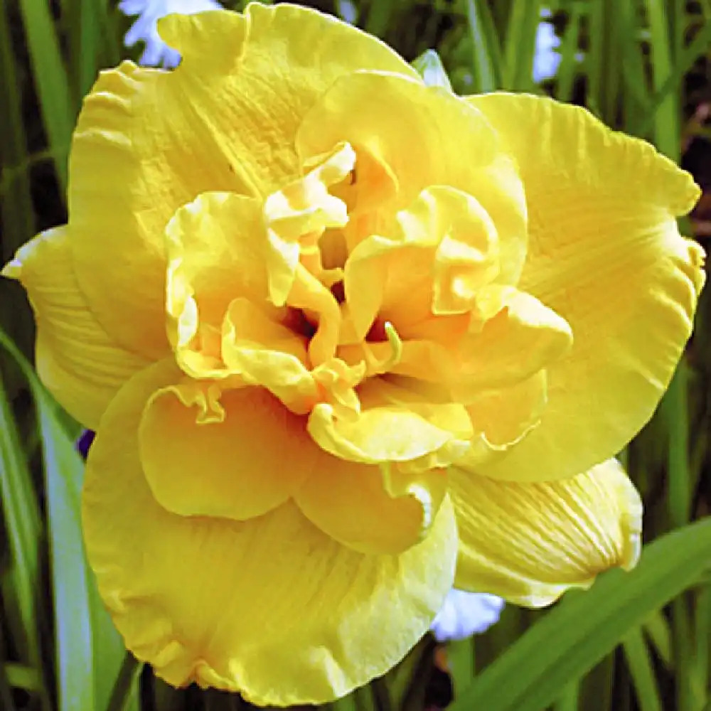 HEMEROCALLIS 'Patricia'