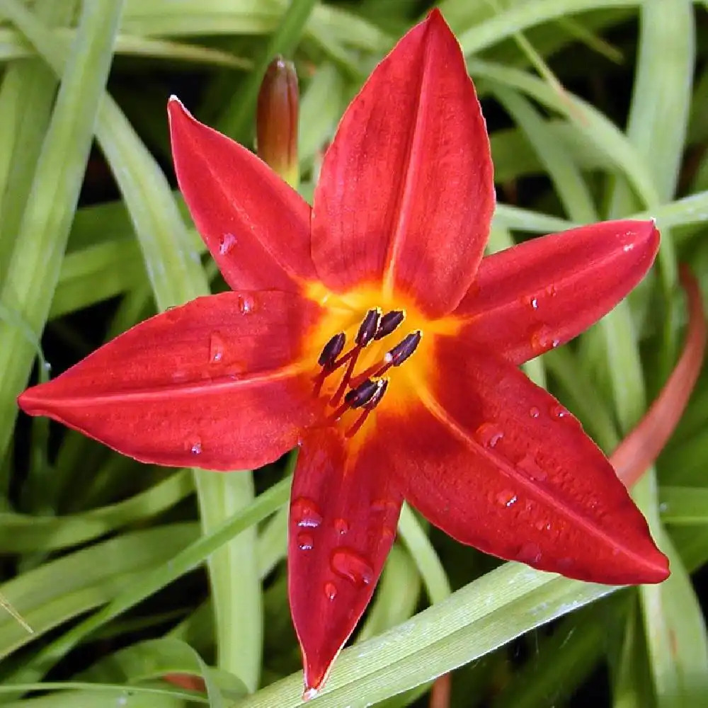 HEMEROCALLIS 'Papoose'