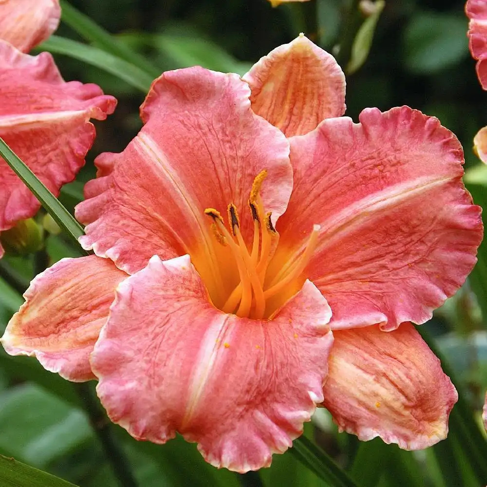 HEMEROCALLIS 'Pretty Fancy'