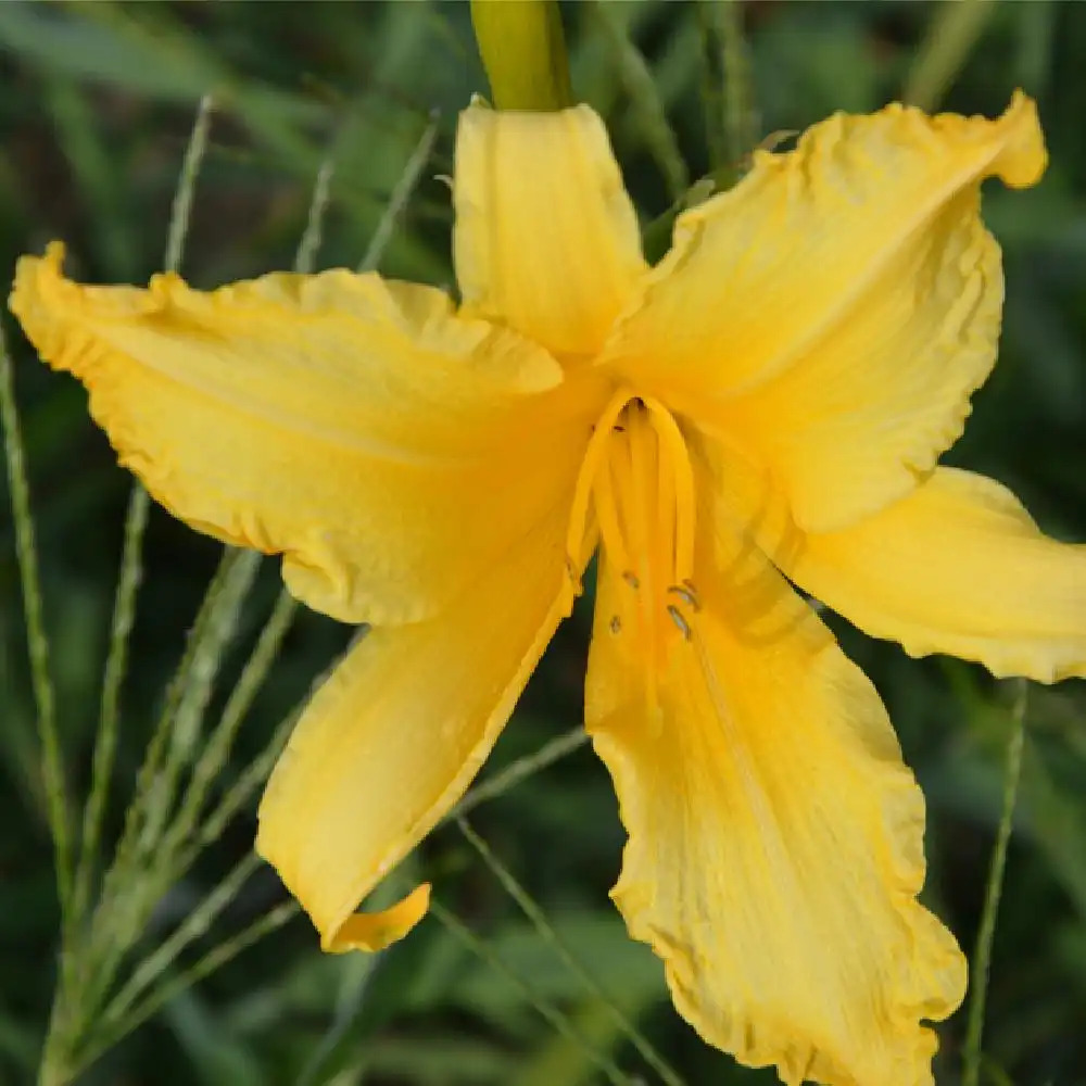 HEMEROCALLIS 'President Rice'