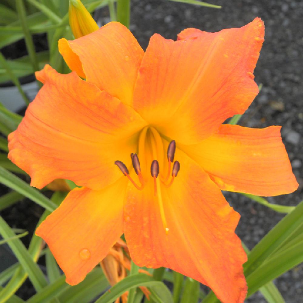 HEMEROCALLIS 'Primal Scream'