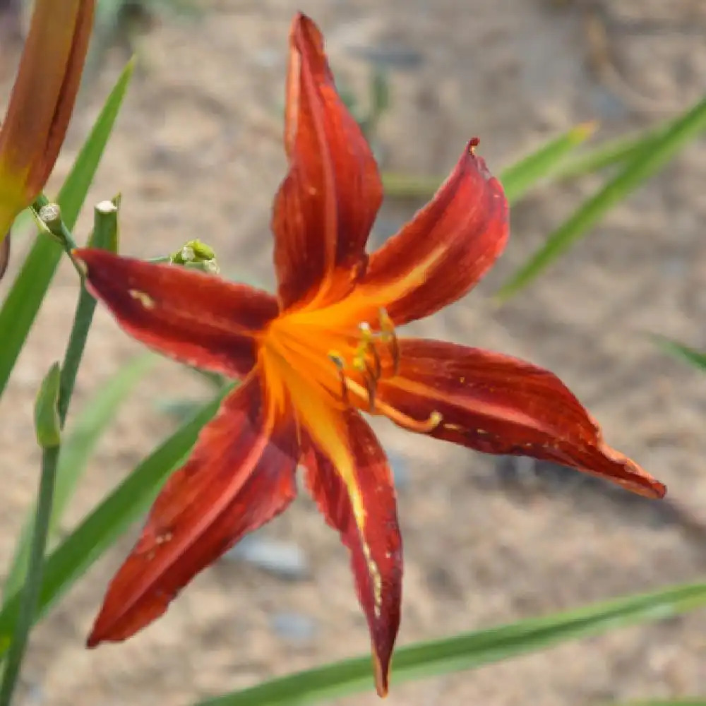 HEMEROCALLIS 'Red Magic'