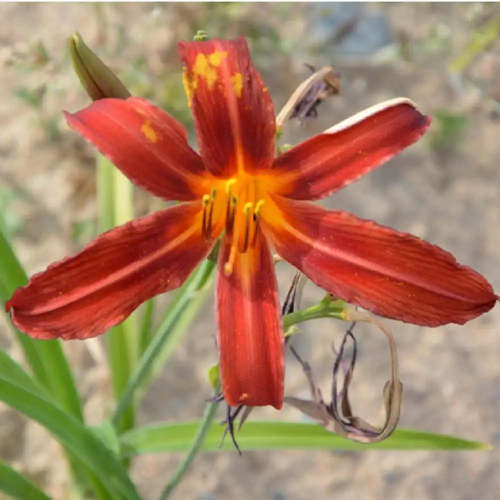 HEMEROCALLIS 'Red Magic'.' image 2