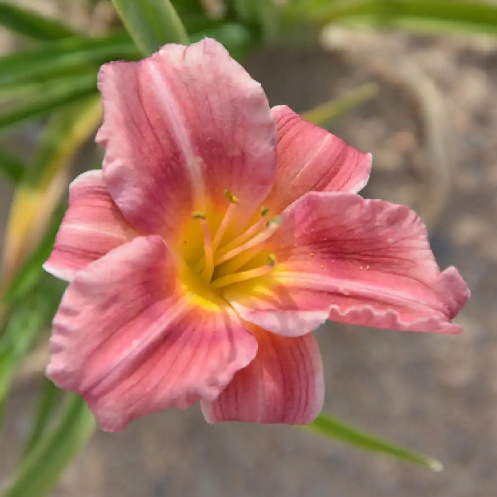 HEMEROCALLIS 'Rosy Returns'