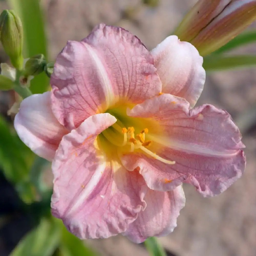 HEMEROCALLIS 'Romantic Rose'