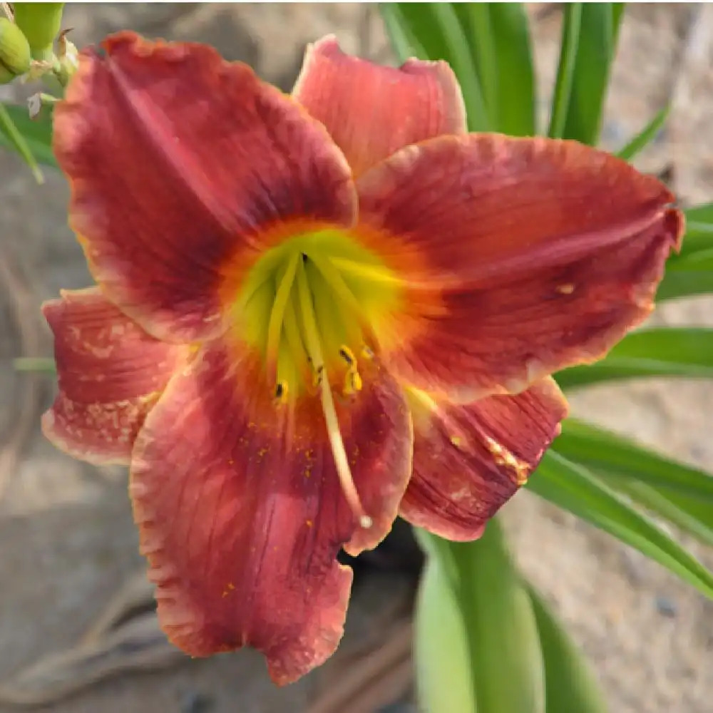 HEMEROCALLIS 'Roses in Snow'