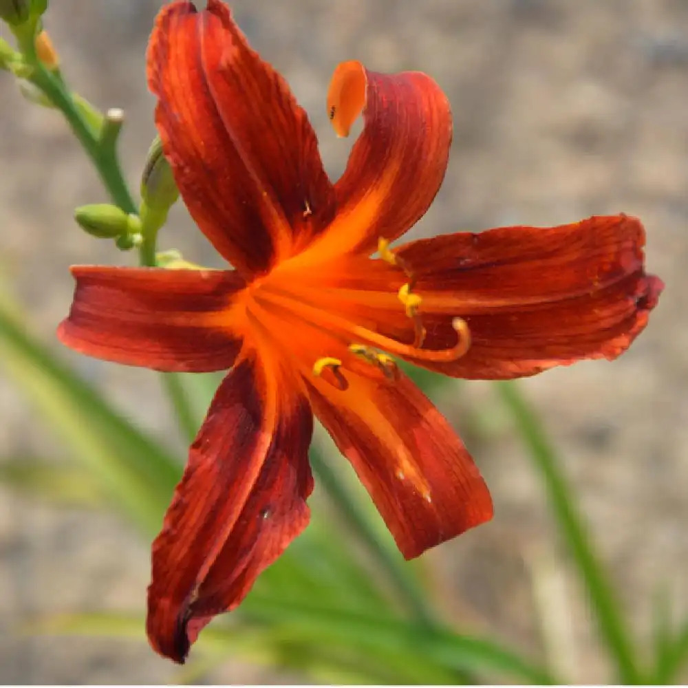 HEMEROCALLIS 'Sammy Russell'