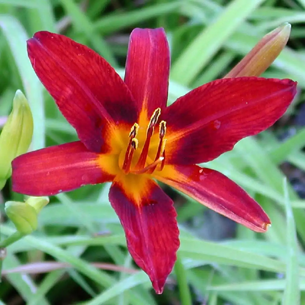 HEMEROCALLIS 'Sammy Russell'