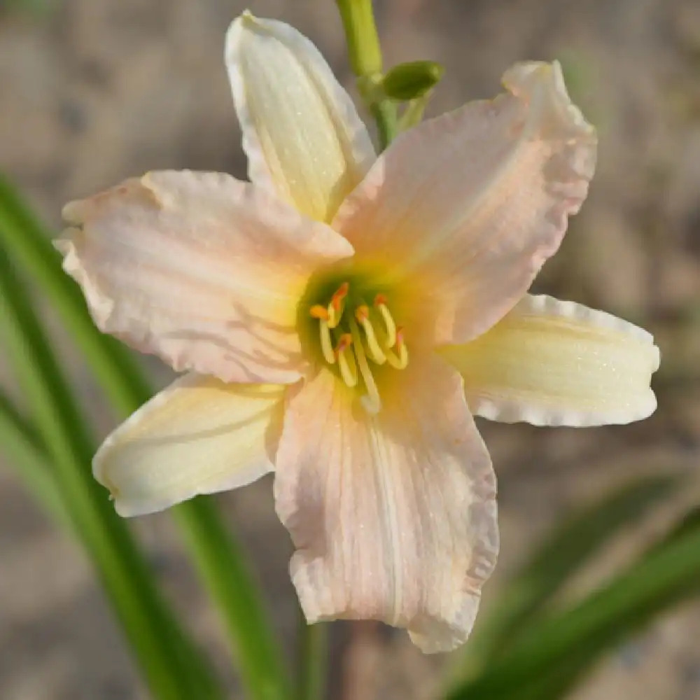 HEMEROCALLIS 'See Here'