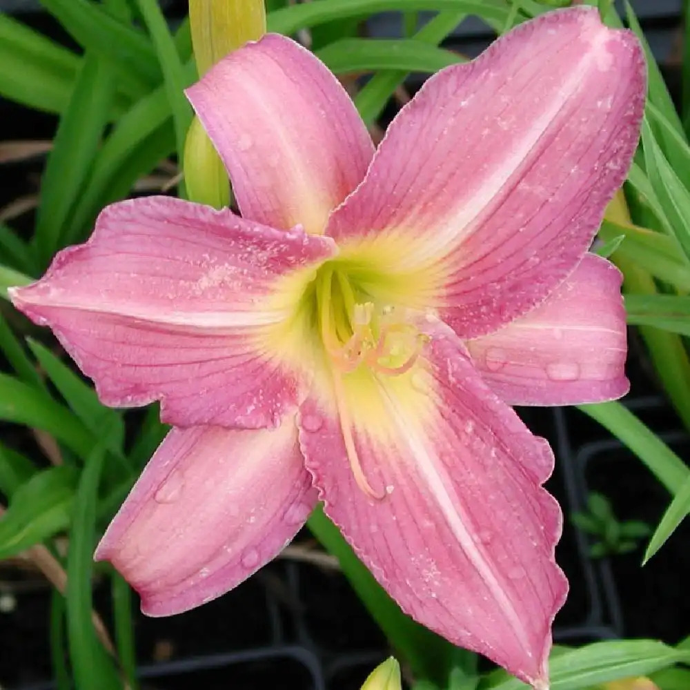 HEMEROCALLIS 'See Here'