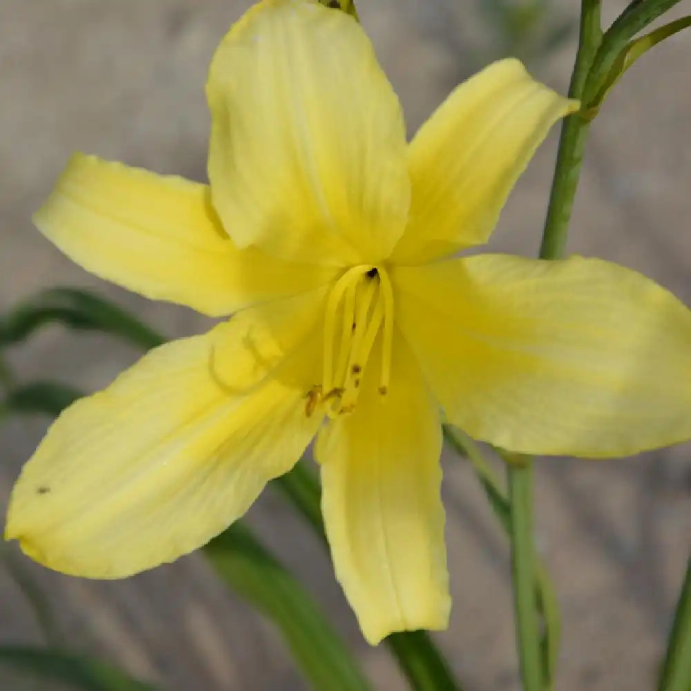 HEMEROCALLIS 'Shooting Star'