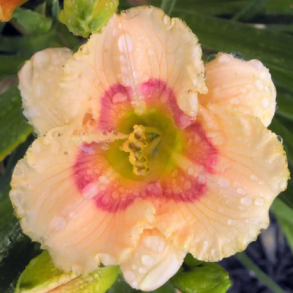 HEMEROCALLIS 'Siloam Baby Talk'