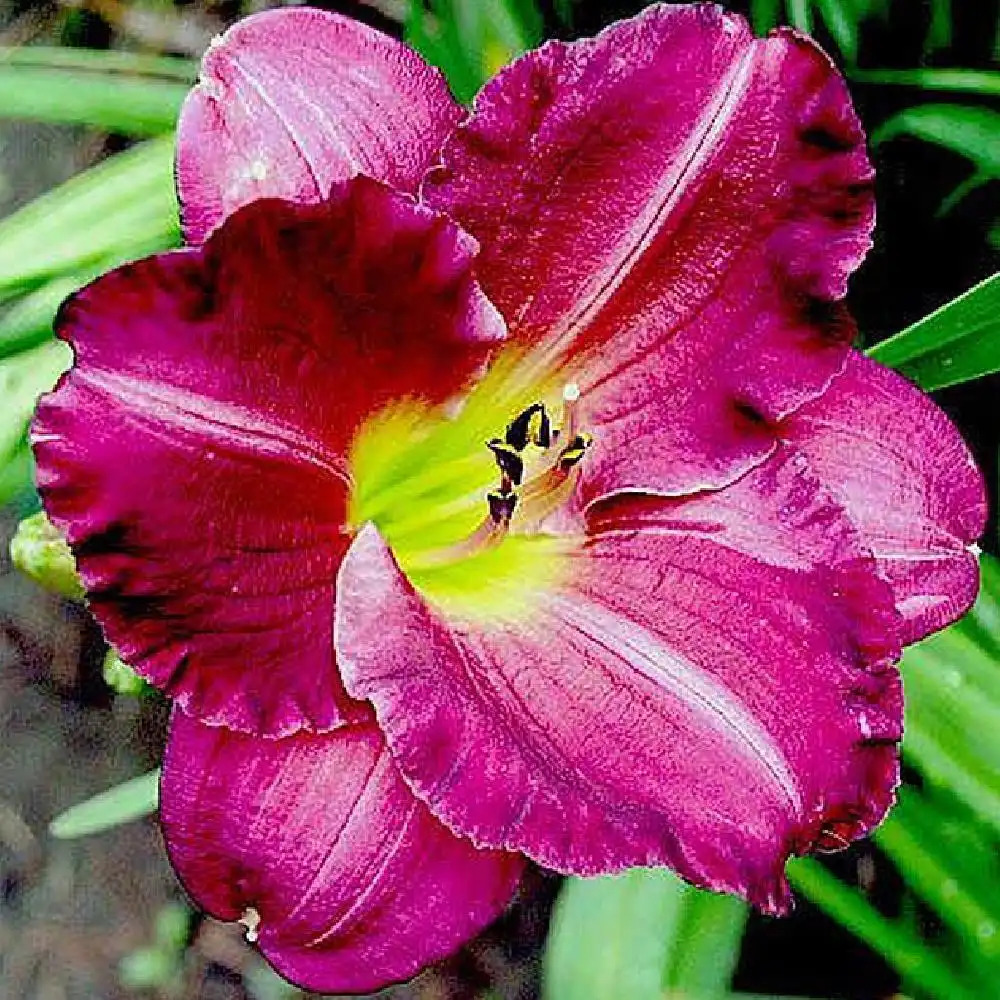 HEMEROCALLIS 'Siloam Royal Prince'